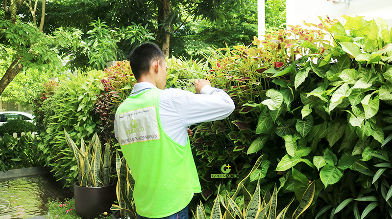 Chặt cây xanh, tỉa cành cây Vinh Nghệ An