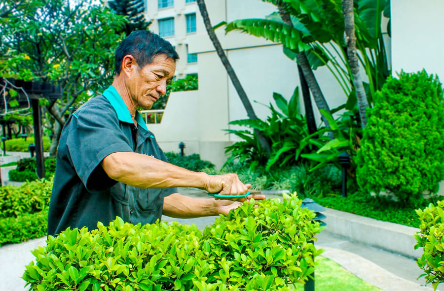 Chặt cây xanh, tỉa cành cây Vinh Nghệ An