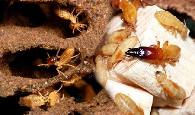 B&aacute;o gi&aacute; diệt mối Vinh Nghệ An H&agrave; Tĩnh